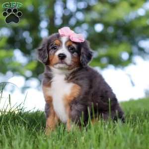 Junebug, Mini Bernedoodle Puppy